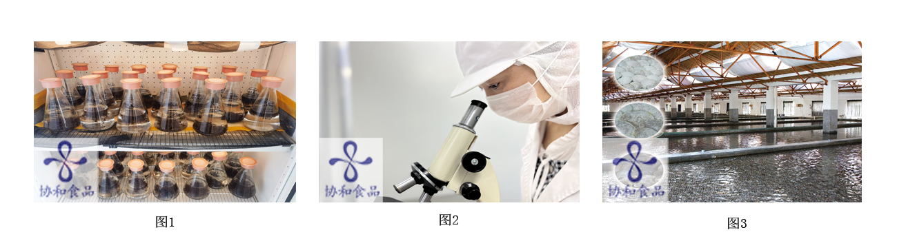 苗種培育.jpg